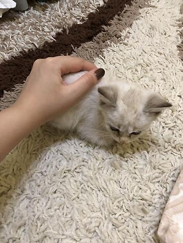Отдам даром кошку: Кошка даром: Сиамская, 1 месяц, Мальчик — 3