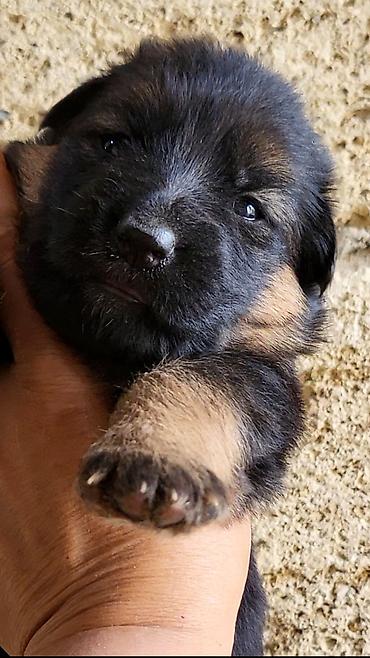 doberman balasi satilir: Alman çoban iti, 1 ay, Ünvandan götürmə, Ödənişli çatdırılma — 4