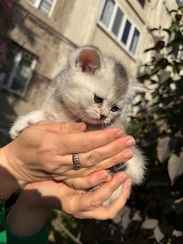 Мышыктар: На БРОНЬ! Котята-Серебристой и Золотой Шиншиллы.дата рождения — 7