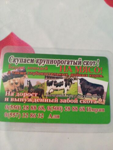 Коровы, быки: Звоните круглосуточно берём любой скот быки нужно ходяк покупаем на
