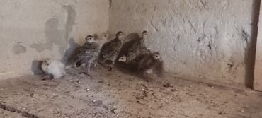 птице ферма: Продаются фазанята подрощенные охотничьи 5 голов