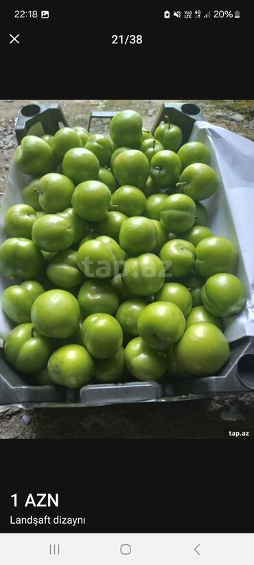 Landşaft işləri: Məhsul/xidmət: Landşaft dizaynı və hazır qazon (rulet qazon) işləri — 15