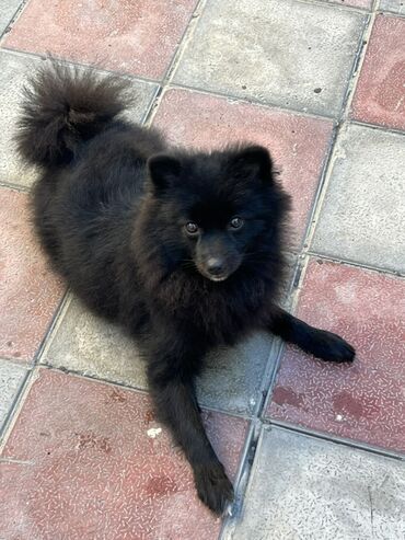 İtlər: Şpitz -da lalafo.az — 5 İtlər: Şpitz — 5