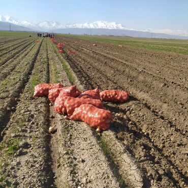 Овощи: Продаю семена лука лук луки манас высшего качество урук пияз пьяз — 12