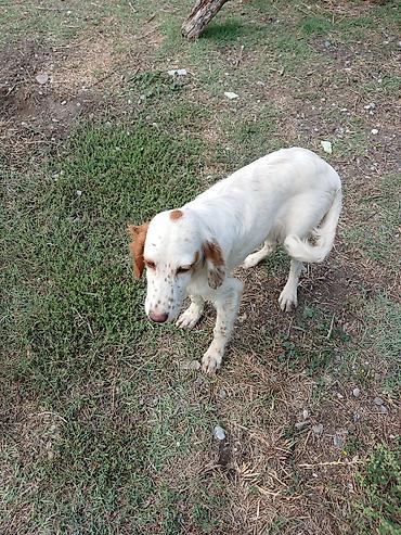 bala dana: Ov iti – İngilis setter tipli balaca - Cins: setter tipli ov iti - — 5