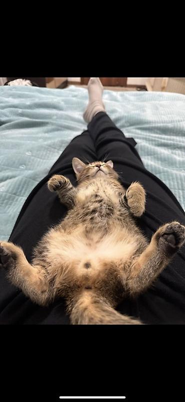 Домашний котёнок-подросток, короткошёрстный, окраса «дикого» табби