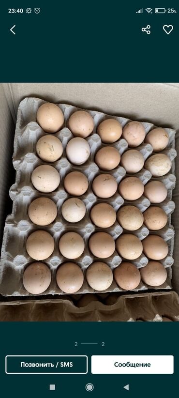купить яйцо бройлера инкубационное: Инкубационные яйца бройлера отправка с Алматы яйцо свежее штука по