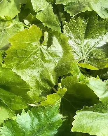 üzüm yarpağı: Sübh tezdən dərilmiş ağ şanı yarpaqları - Ağ şanı üzüm sortundan — 1