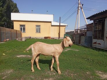 купить щенка добермана из питомника: Сатам | Эчки (ургаачы) | Аргын | Көбөйтүү үчүн | Асыл тукумдуу