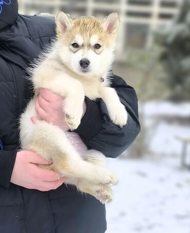 Продажа собак: Хаски, 2 месяца, Самка