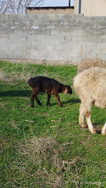 Баран, овца: Продаю | Овца (самка) | Для разведения | Матка — 7