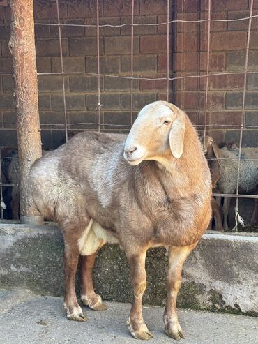 Баран, овца: Продаю | Баран (самец) | Арашан | Для разведения | Осеменитель — 3