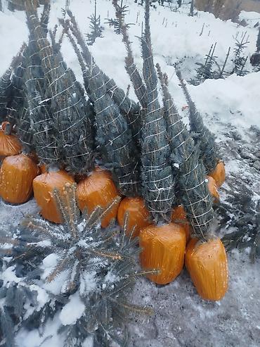 Ель: Ель голубая (Picea pungens, Blue Spruce) — саженцы из питомника — 16