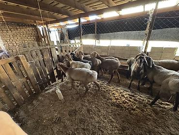 Продам с/х животных: Продаю | Овца (самка) | Для разведения | Матка — 3