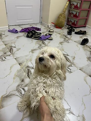 İtlər: Malta bolonka, 9 ay — 2