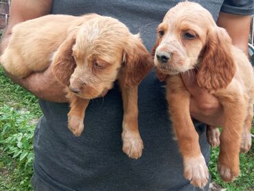 собаки цены: Продаем щенятпорода спаниель в добрые руки !Родились 13 апреля