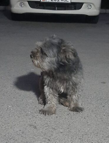 японские собаки: Около 5 дней назад появилась собака девочка предположительно болонка