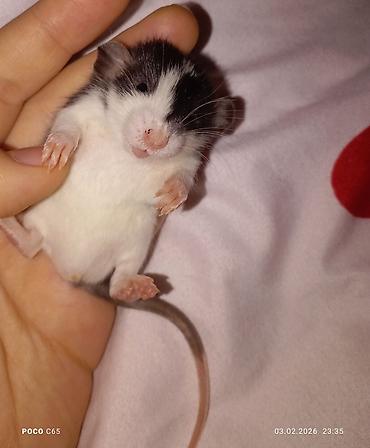 Крысы: КРЫСЯТА "ДАМБО" 3 малыша, мальчики месяц ручные активные готовы к — 1