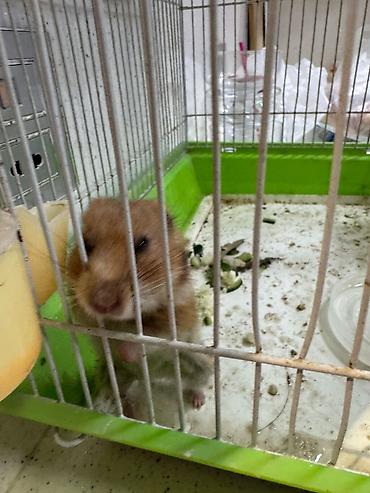 Qəfəslər: Hamster yaxşı əllərə verilir. Təmannasız. Kim istəyirsə azadlıq — 3