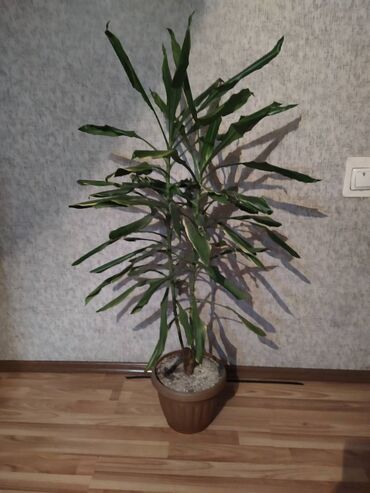 пальма финиковая: Драцена-1,5 метра,9 лет
