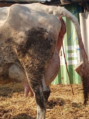 гидропонный корм: Сатам | Уй (ургаачы) | Аргын | Сүт алуу үчүн | Музоологондон кийин