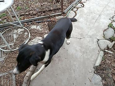 Другая автоэлектроника: Продаю контроллер 96-120 v 8- 15 kw с программным обеспечением,ЭБУ — 9