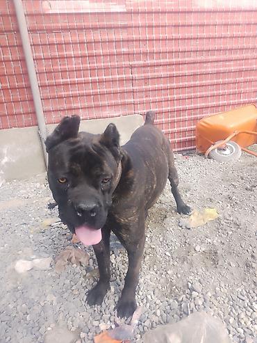 Kane-Korso, 5 ay, Erkək, Peyvəndli, Ünvandan götürmə