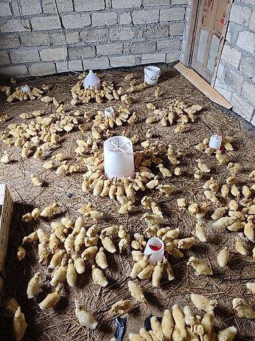 Ördəklər: Məhsul: Ördək balaları (cücələr) Təsvir: - Şəkillərdə böyük sayda — 3