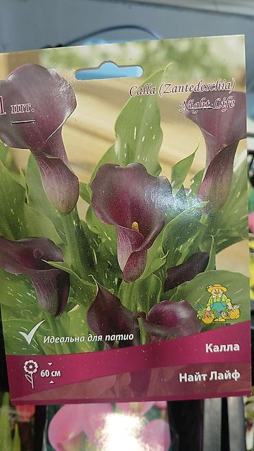 Другие садовые цветы и кустарники: Хоста — набор сортов (по 1 шт. в упаковке) Доступные сорта по — 15