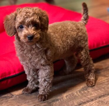 Psi: Nasa odgajivacnica se nalazi u Indjiji i bavimo se uzgojom pasa 15 — 7