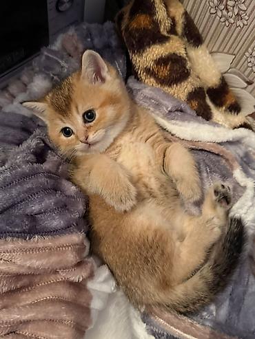 Pişiklər: Britan, Erkək, Dişi, Yaxşı əllərə, Ünvandan götürmə, Pulsuz çatdırılma, Ödənişli çatdırılma — 6