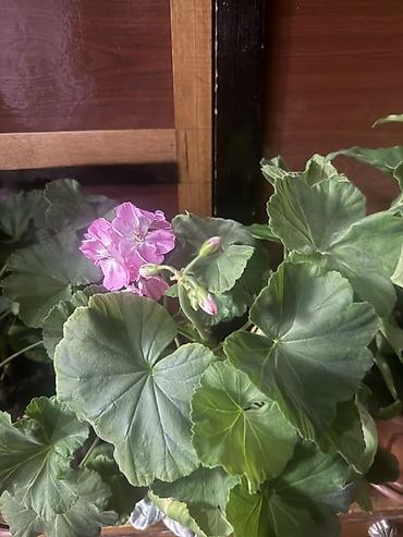 Монстеры: Продаю комнатные цветы 🌹 — 12