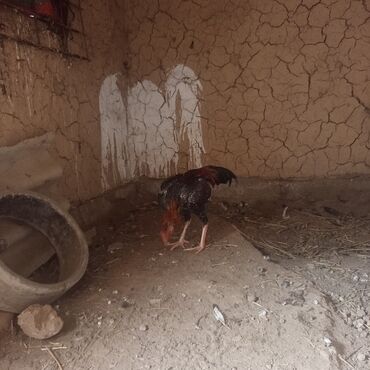 щенок чихуахуа купить: Сатам | Короздор | Тебиштирүүчү | Көбөйтүү үчүн