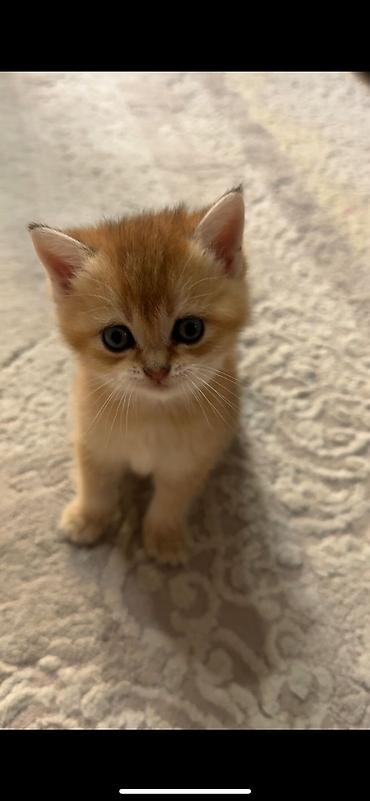 Pişiklər: Britan — 9