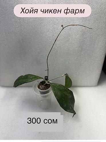 Хойи: Хойя (Hoya) Nui 400 сом( Hoya macrophylla 250 сом Хойя — 23