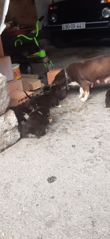 İtlər: Zvonok, 1 ay, Dişi, Ödənişli çatdırılma
