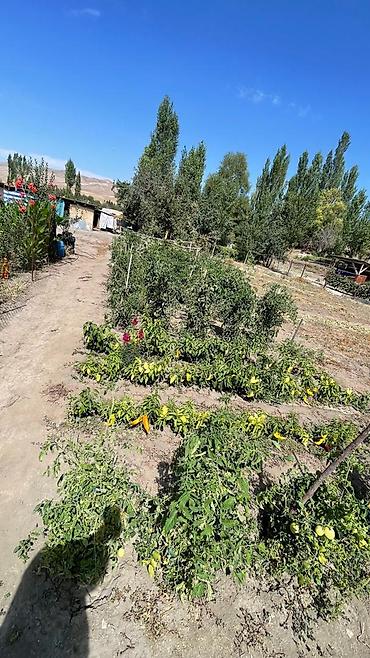 Продажа коттеджей и домов: 5 комнат, 80 м², 20 соток, Бишкек, Маевка с. Собственник — 13