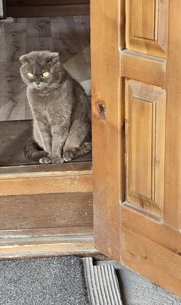 домики для котов: Скотиш Фолд (Шотландская вислоухая), более 5 лет, Мальчик, Серый, Приучена к лотку