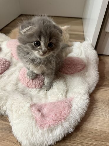 купить кошку в оше: Скотиш Фолд (Шотландиялык шалпаң кулак), 2 айлык, Ургаачы, Боз, Лотокко барууга үйрөтүлгөн