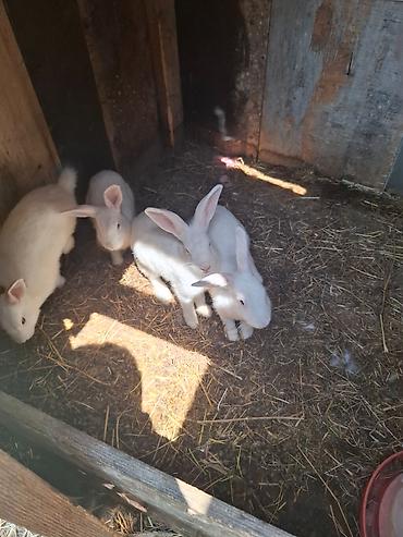 lalafo az heyvanlar: Dovşanlar 3 dişi 1 erkək Tam sağlam heyvanlardır. Qiymət 1 ədədinə — 3