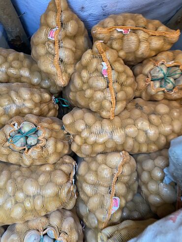 цена картошки в бишкеке: Картошка пикассо Суусамырский