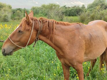 продажа кукурузу: Продаю | Конь (самец), Жеребенок | Конный спорт, На забой, Для разведения