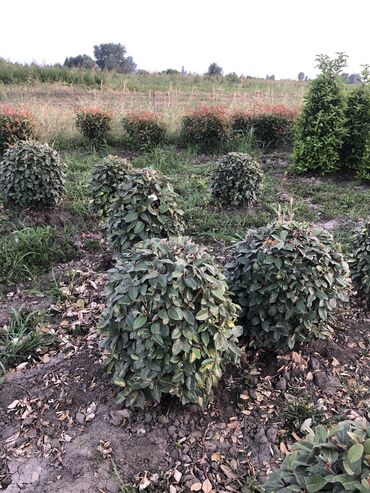 Şitillər: Dekartiv və meyvə ağacları istenilen sayda ve istenilen növde var — 28