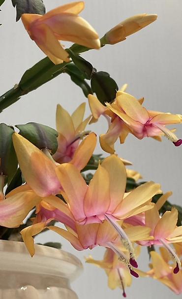 Декабристтер: Декабрист (Schlumbergera) с редкими жёлтыми цветами - Окрас цветков — 4