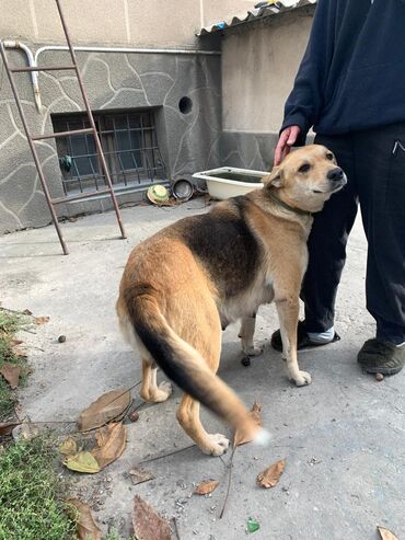 Отдам даром собаку: ПРИЮТ СОБАЧЕК большой выбор много красивых щенков и умных собак. ВСЕ — 12