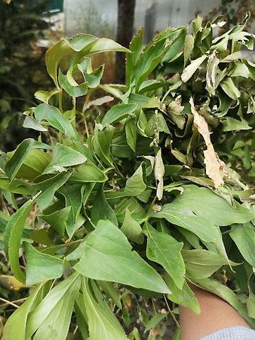 Продаю корни пиона розового в наличии 6 кустов. Начало Лебединовки