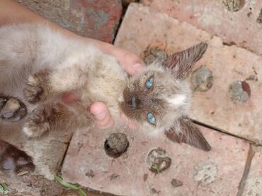 цепь для коров: Кошка даром: Сиамская, 3 месяца, Мальчик