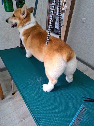 Другие услуги: Груминг в Бишкеке Стрижка Вычес (линька) Купание профессиональной — 5