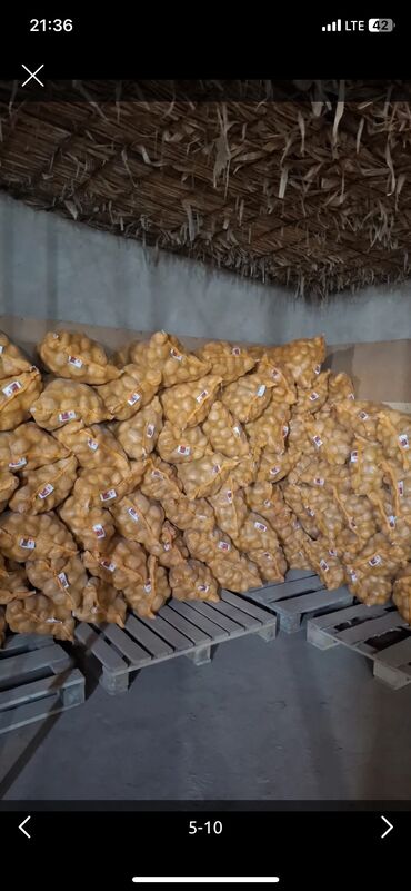 картошка ат башы: Картошка Пикассо, Оптом