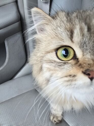 Pişiklər: Şinşilla, Dişi, Ünvandan götürmə — 2